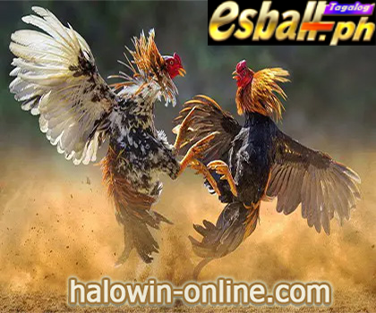 2023 Animal-Themed Philippines Slot Online 2: BB Rooster Fighting Slot Game